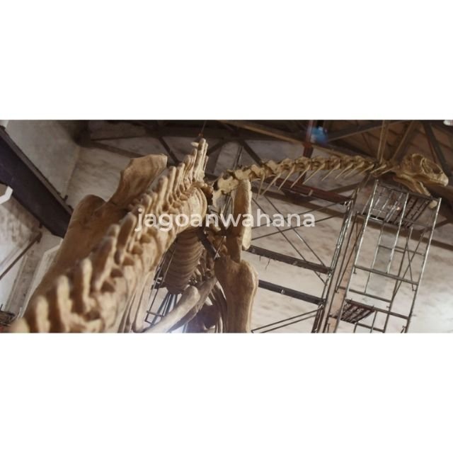 Brachiosaurus Fossil